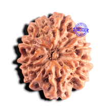 Load image into Gallery viewer, 10 Mukhi Rudraksha from Indonesia - Bead No. 209