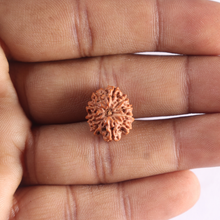 Load image into Gallery viewer, 10 Mukhi Rudraksha from Indonesia - Bead No. 209