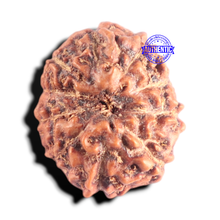 Load image into Gallery viewer, 10 Mukhi Rudraksha from Indonesia - Bead No. 210