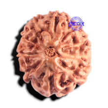 Load image into Gallery viewer, 10 Mukhi Rudraksha from Indonesia - Bead No. 211