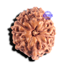 Load image into Gallery viewer, 10 Mukhi Rudraksha from Indonesia - Bead No. 212