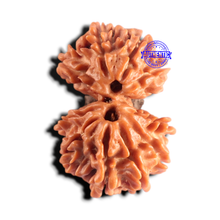 Load image into Gallery viewer, Gaurishanker Nepalese Rudraksha Bead No. - 257