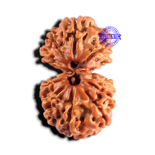 Load image into Gallery viewer, Gaurishanker Nepalese Rudraksha Bead No. - 263