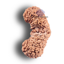 Load image into Gallery viewer, Twenty seven Mukhi Gaurishankar Rudraksha from Indonesia - Bead No. D