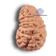 Load image into Gallery viewer, 19 Mukhi Indonesian Rudraksha - Bead 135