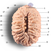 Load image into Gallery viewer, 19 Mukhi Indonesian Rudraksha - Bead 123