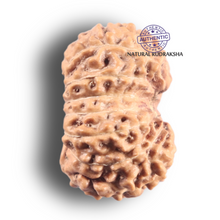 Load image into Gallery viewer, 14 mukhi Indonesian Rudraksha - Bead No. 433