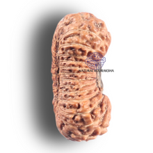 Load image into Gallery viewer, 27 Mukh Rudraksha from Indonesia - Bead No. R