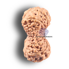 Load image into Gallery viewer, 19 Mukhi Indonesian Rudraksha - Bead 88