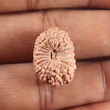 Load image into Gallery viewer, 19 Mukhi Indonesian Rudraksha - Bead 123