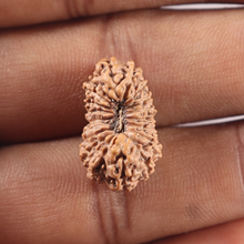 Load image into Gallery viewer, 19 Mukhi Indonesian Rudraksha - Bead 126