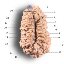 Load image into Gallery viewer, 19 Mukhi Indonesian Rudraksha - Bead 126