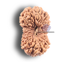 Load image into Gallery viewer, 19 Mukhi Indonesian Rudraksha - Bead 88