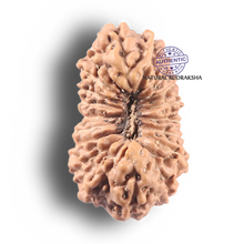 Load image into Gallery viewer, 19 Mukhi Indonesian Rudraksha - Bead 126