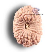 Load image into Gallery viewer, 19 Mukhi Indonesian Rudraksha - Bead 123