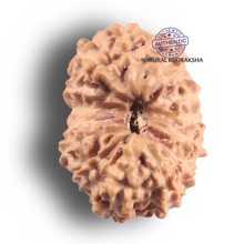 Load image into Gallery viewer, 14 mukhi Indonesian Rudraksha - Bead No. 433