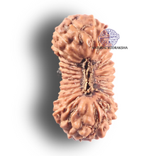 Load image into Gallery viewer, 27 Mukh Rudraksha from Indonesia - Bead No. R