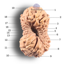 Load image into Gallery viewer, 19 Mukhi Indonesian Rudraksha - Bead 88