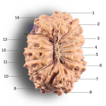Load image into Gallery viewer, 14 mukhi Indonesian Rudraksha - Bead No. 433