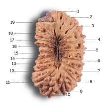Load image into Gallery viewer, 19 Mukhi Indonesian Rudraksha - Bead 138