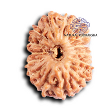 Load image into Gallery viewer, 15 Mukhi Indonesian Rudraksha - Bead No. 262