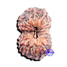 Load image into Gallery viewer, 15 Mukhi Indonesian Rudraksha - Bead No. 305