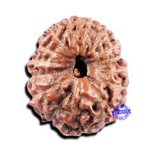 Load image into Gallery viewer, 15 Mukhi Indonesian Rudraksha - Bead No.307