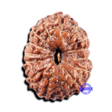 Load image into Gallery viewer, 15 Mukhi Indonesian Rudraksha - Bead No. 306