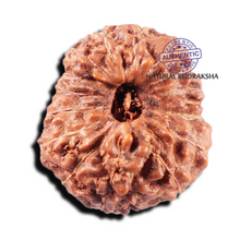 Load image into Gallery viewer, 15 Mukhi Indonesian Rudraksha - Bead No. 308