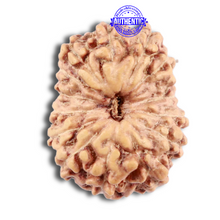 Load image into Gallery viewer, 15 Mukhi Indonesian Rudraksha - Bead No. 219