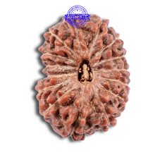 Load image into Gallery viewer, 15 Mukhi Indonesian Rudraksha - Bead No. 216