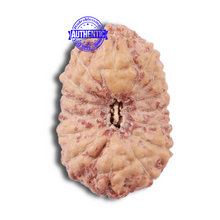 Load image into Gallery viewer, 15 Mukhi Indonesian Rudraksha - Bead No. 195