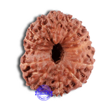 Load image into Gallery viewer, 15 Mukhi Indonesian Rudraksha - Bead No. 240