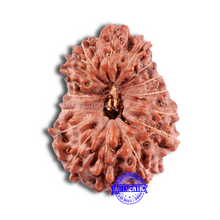 Load image into Gallery viewer, 15 Mukhi Indonesian Rudraksha - Bead No. 51
