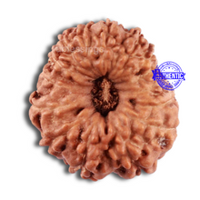 Load image into Gallery viewer, 15 Mukhi Indonesian Rudraksha - Bead No. 238