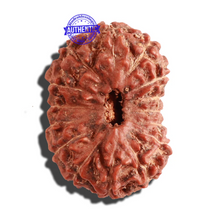 Load image into Gallery viewer, 15 Mukhi Indonesian Rudraksha - Bead No. 82