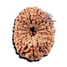 Load image into Gallery viewer, 15 Mukhi Indonesian Rudraksha - Bead No. 313