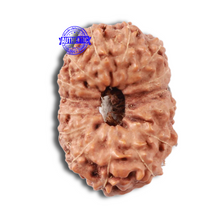 Load image into Gallery viewer, 15 Mukhi Indonesian Rudraksha - Bead No. 32