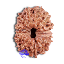 Load image into Gallery viewer, 15 Mukhi Indonesian Rudraksha - Bead No. 53