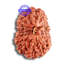 Load image into Gallery viewer, 15 Mukhi Indonesian Rudraksha - Bead No. 257