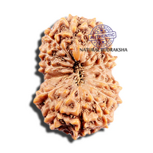Load image into Gallery viewer, 15 Mukhi Indonesian Rudraksha - Bead No. 290
