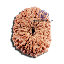 Load image into Gallery viewer, 15 Mukhi Indonesian Rudraksha - Bead No. 291