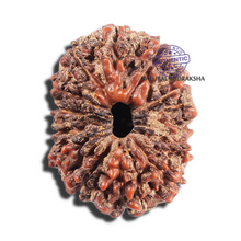Load image into Gallery viewer, 15 Mukhi Indonesian Rudraksha - Bead No. 287