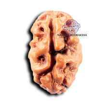 Load image into Gallery viewer, 2 Mukhi Rudraksha from Indonesia - Bead No. 259