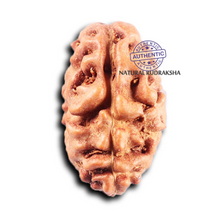 Load image into Gallery viewer, 2 Mukhi Rudraksha from Indonesia - Bead No. 262