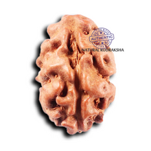 Load image into Gallery viewer, 2 Mukhi Rudraksha from Indonesia - Bead No. 255