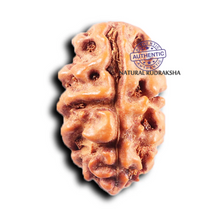 Load image into Gallery viewer, 2 Mukhi Rudraksha from Indonesia - Bead No. 242