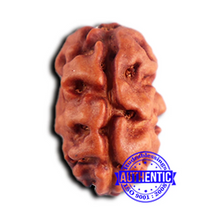 Load image into Gallery viewer, 2 Mukhi Rudraksha from Indonesia - Bead No. 182