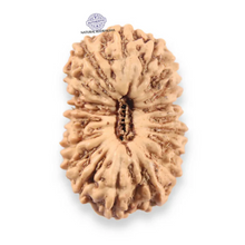 Load image into Gallery viewer, 19 Mukhi Indonesian Rudraksha - Bead 158