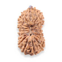 Load image into Gallery viewer, 19 Mukhi Indonesian Rudraksha - Bead 157